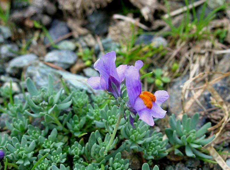 Linaria alpina / Linajola alpina